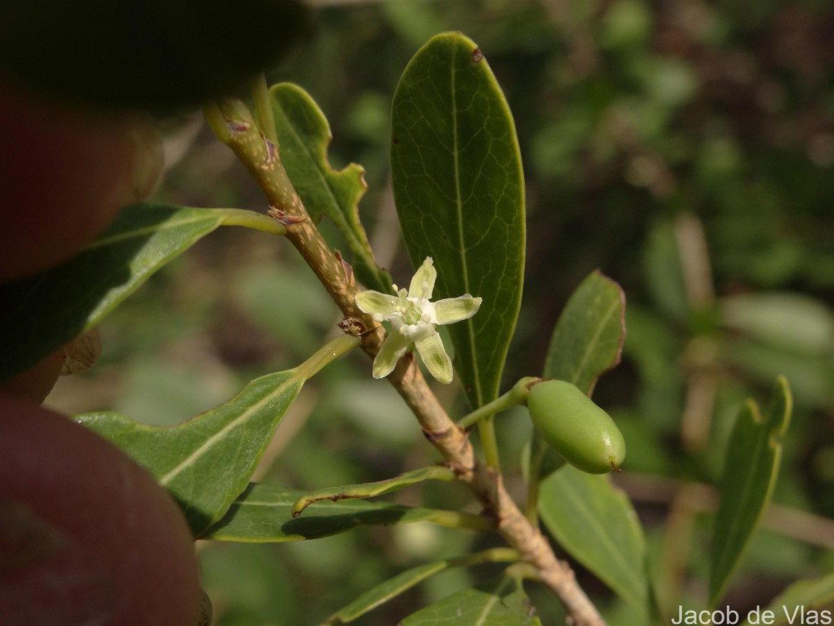 Erythroxylum monogynum Roxb.